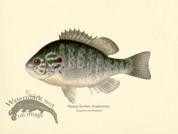 Sunfish Redear Shellcracker